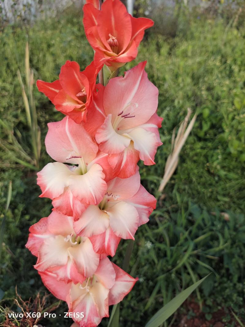 唐菖蒲种球云南基地直供大量上市成活率高欢迎采购！