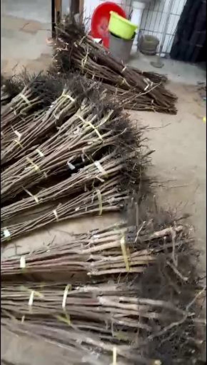 陕西省富平县正宗尖顶柿子树苗，欢迎来电下单咨询