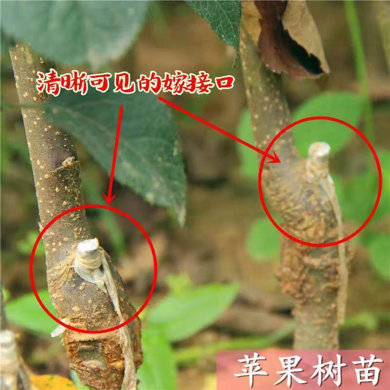 烟富6苹果树苗嫁接苹果苗盆栽地栽南北方种植当年结果大苗