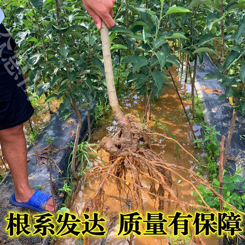 烟富6苹果树苗嫁接苹果苗盆栽地栽南北方种植当年结果大苗