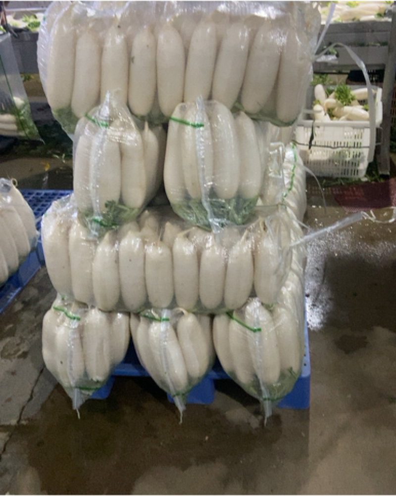 【萝卜】湖北精品白萝卜产地直销无中间商【坏单包赔】