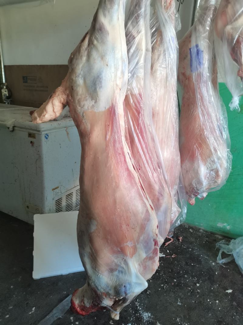 甘肃民勤羊肉，不腥不膻，肉质鲜嫩，羊腿，羊排欢迎老板来电