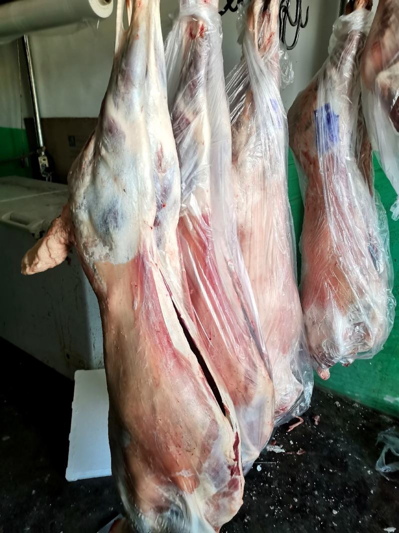 甘肃民勤羊肉，不腥不膻，肉质鲜嫩，羊腿，羊排欢迎老板来电
