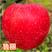 鲁丽苹果树苗嫁接苹果苗盆栽地栽南北方种植当年结果大苗