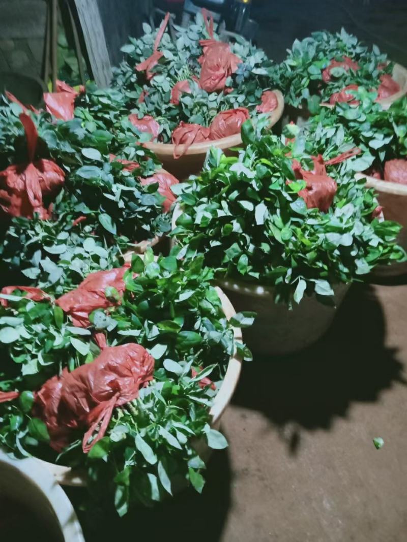 玫瑰月季苗