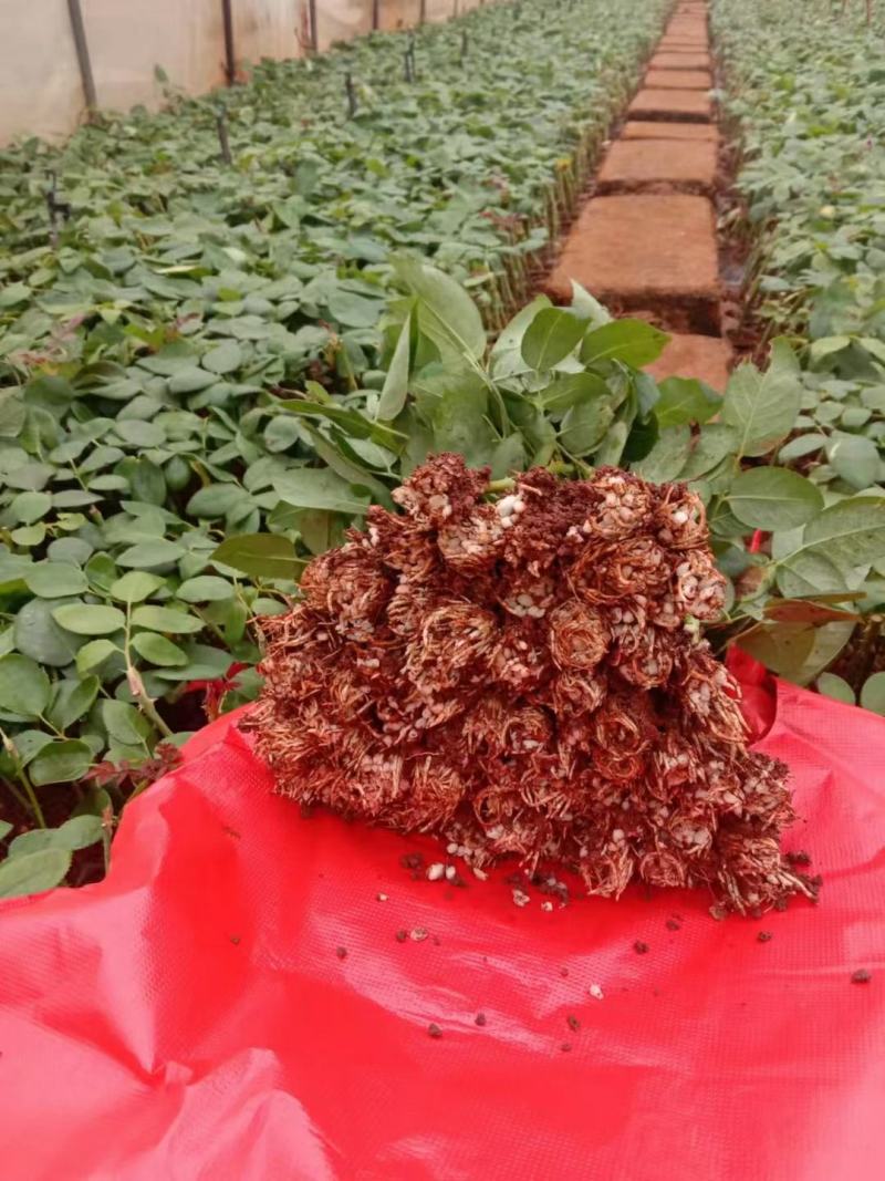 玫瑰月季苗