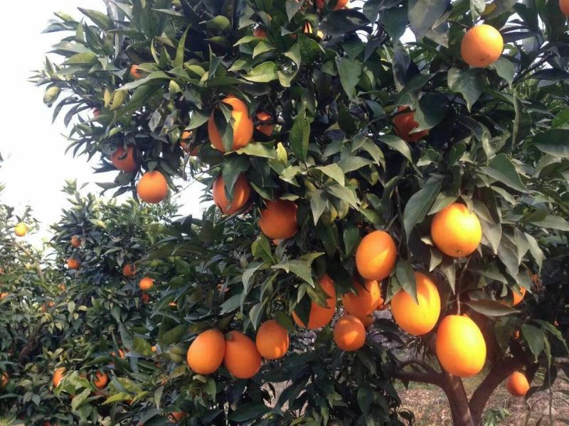 【热销】重庆奉节脐橙纽荷尔脐橙高次果电商果一件代发