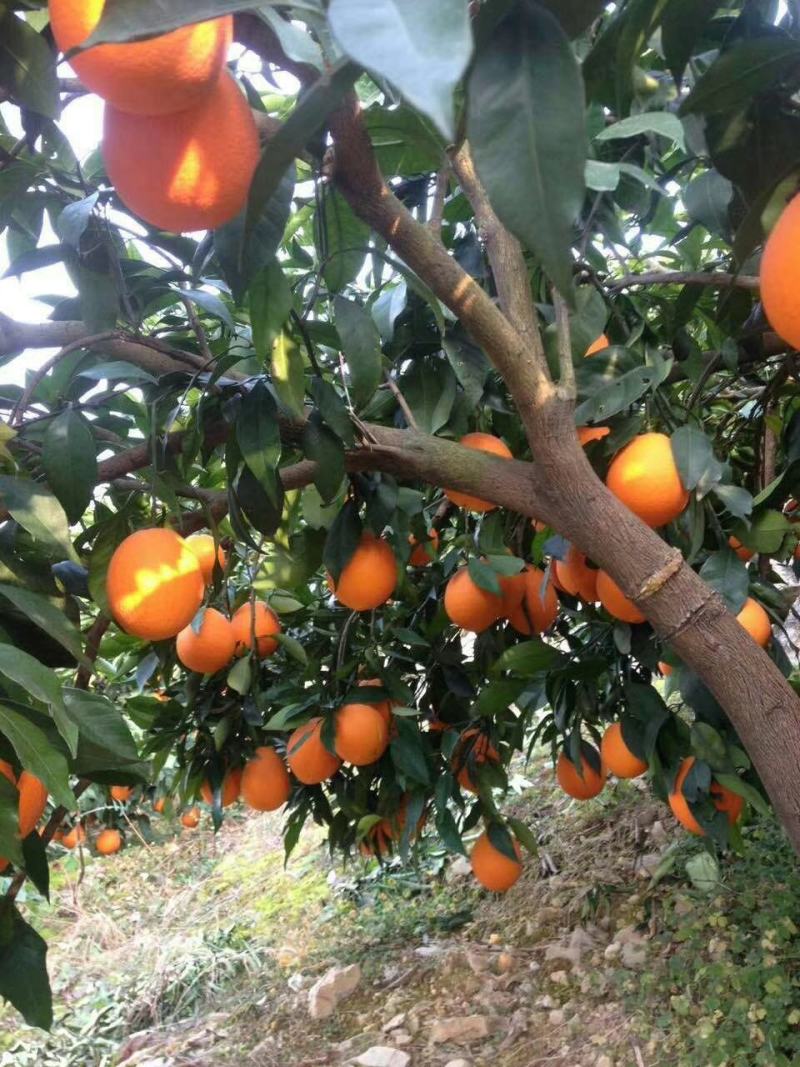 【热销】重庆奉节脐橙纽荷尔脐橙高次果电商果一件代发