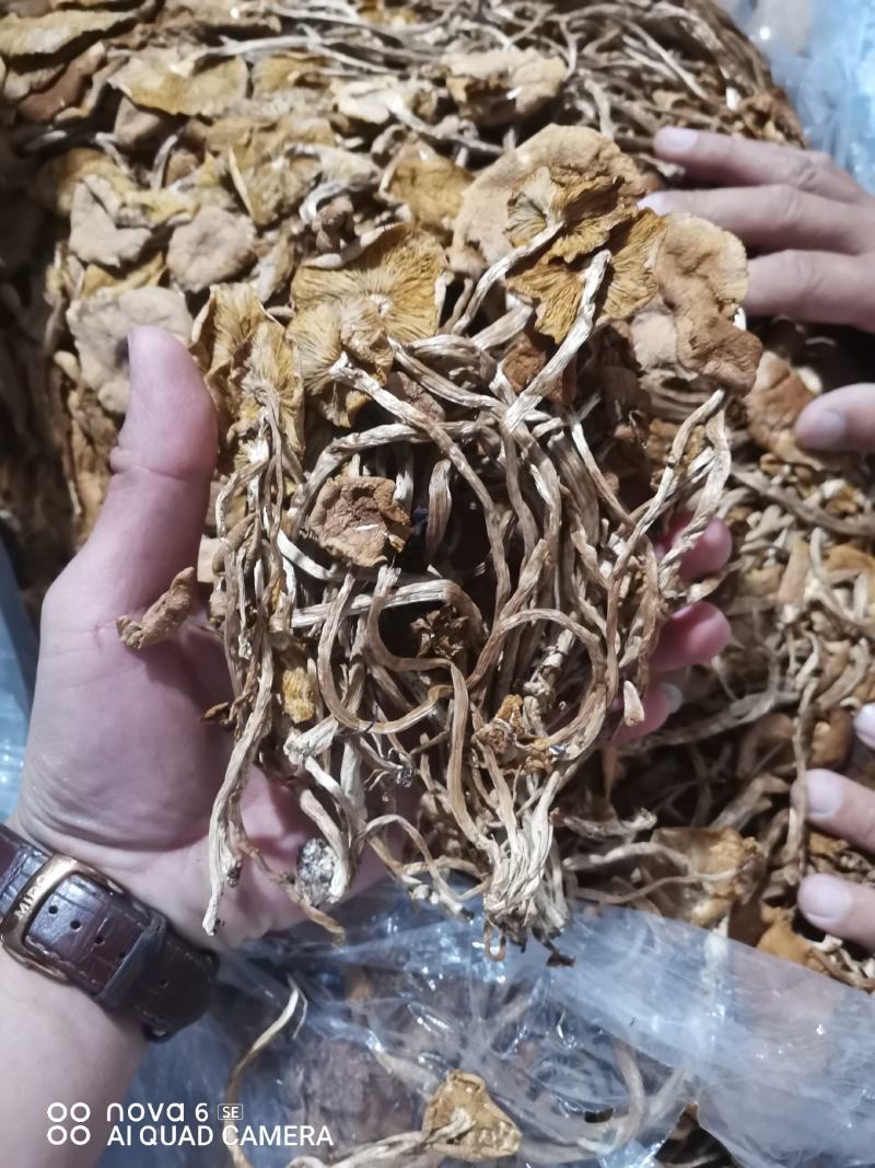 福建古田茶树菇今年新货一件起全国包邮品质保证