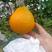 耙耙柑春见柑橘大量上市产地一手货对接全国各地各种渠道发货
