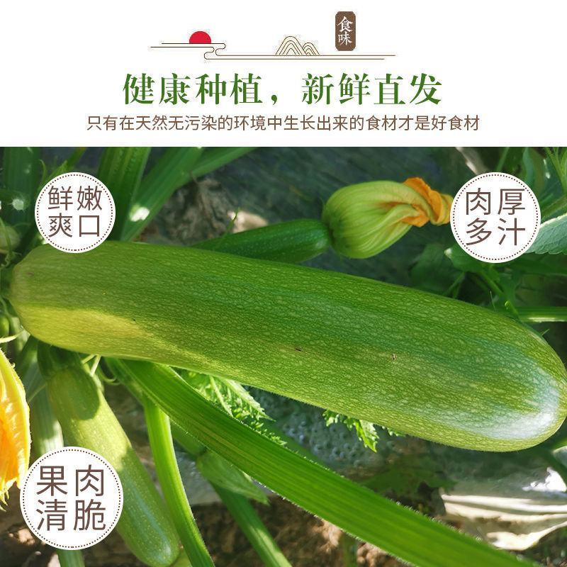 云南西葫芦新鲜小瓜三月瓜笋瓜茭瓜倭瓜/5/3斤嫩角瓜青