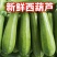 云南西葫芦新鲜小瓜三月瓜笋瓜茭瓜倭瓜/5/3斤嫩角瓜青