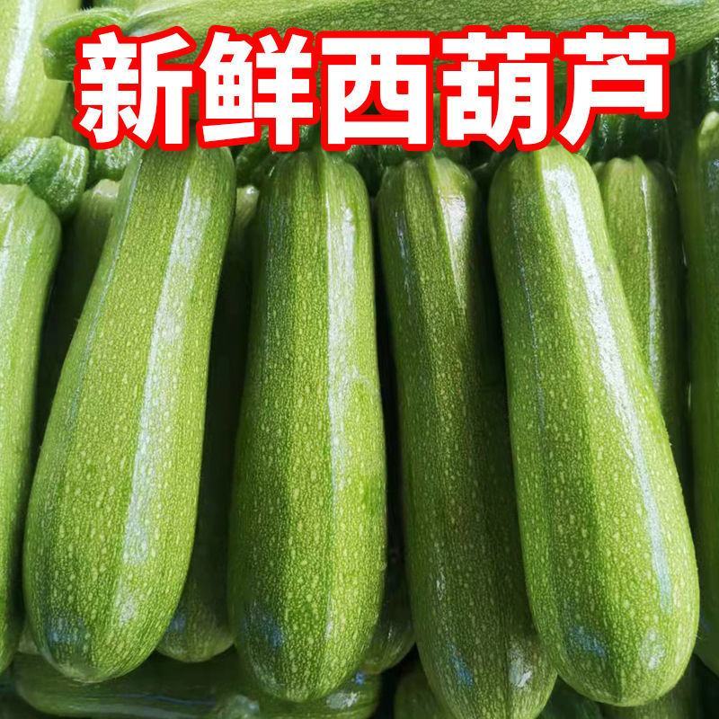 云南西葫芦新鲜小瓜三月瓜笋瓜茭瓜倭瓜/5/3斤嫩角瓜青