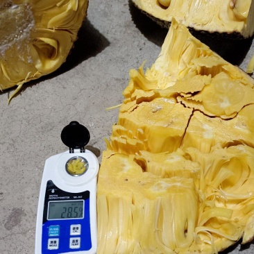 大量上市海南陵水产地1号菠萝蜜，好品质香甜爽口，价格实惠