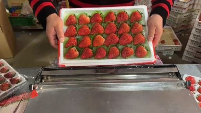 【精品】红颜草莓，烘焙果量大从优，基地直发，对接商超批发