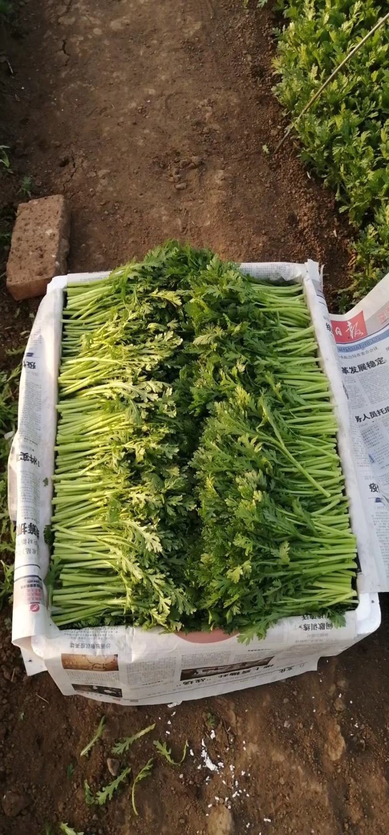 茼蒿菜，精品菜，全国发货，保质保量，质量好，