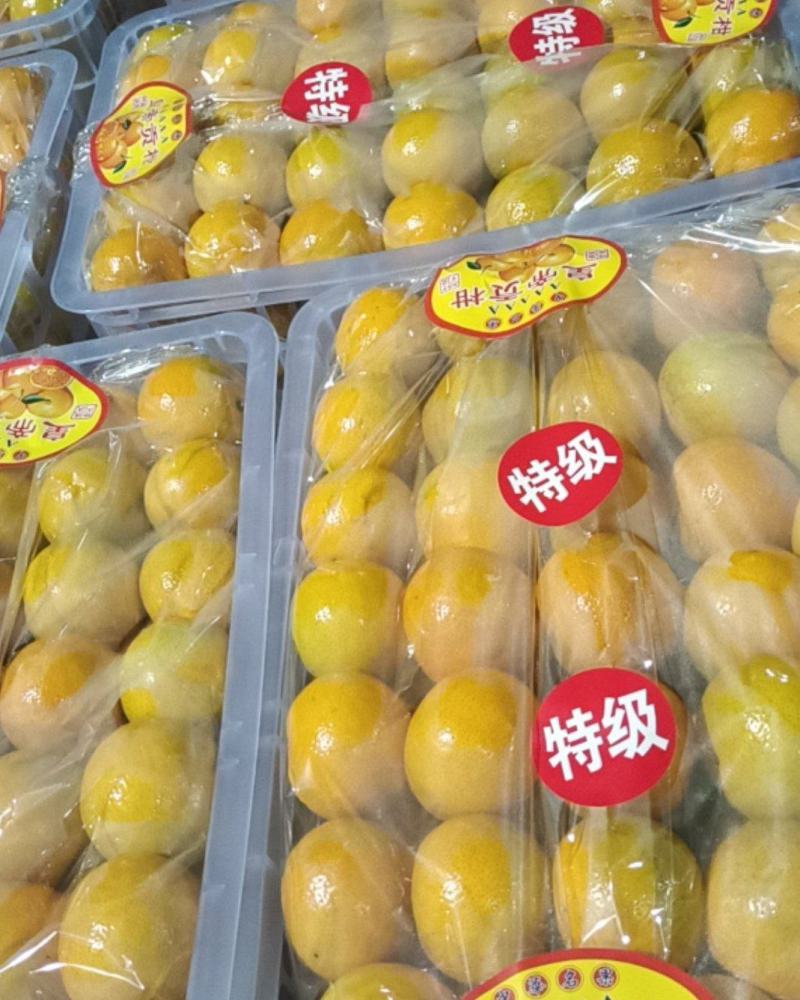 【精选优选】广东皇帝柑贡柑过机精选精品打腊果大量供应