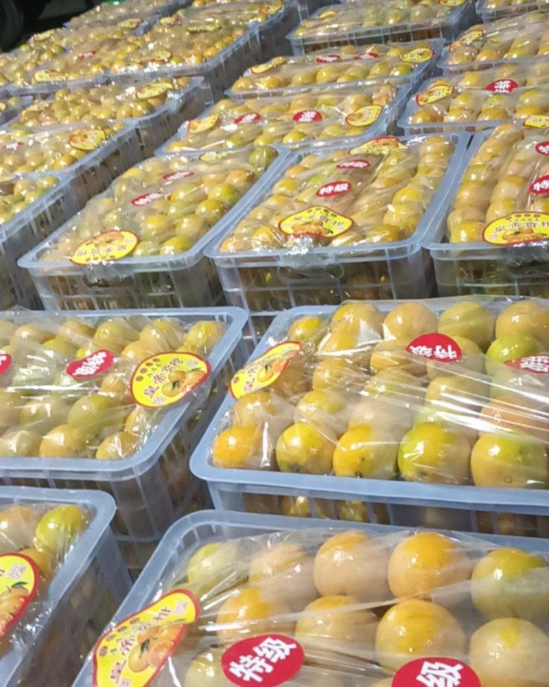 【精选优选】广东皇帝柑贡柑过机精选精品打腊果大量供应
