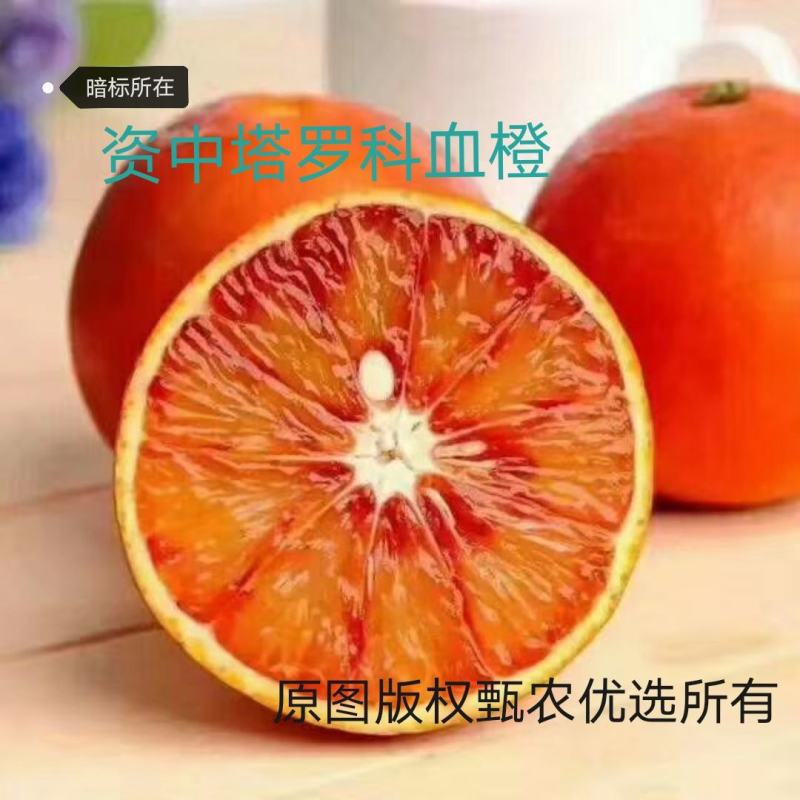 血橙塔罗科3号血橙资中血橙早熟品种现货上市