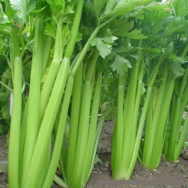 西芹种子大肉西芹四季小香芹菜原装种籽高产蔬菜种子阳台大棚