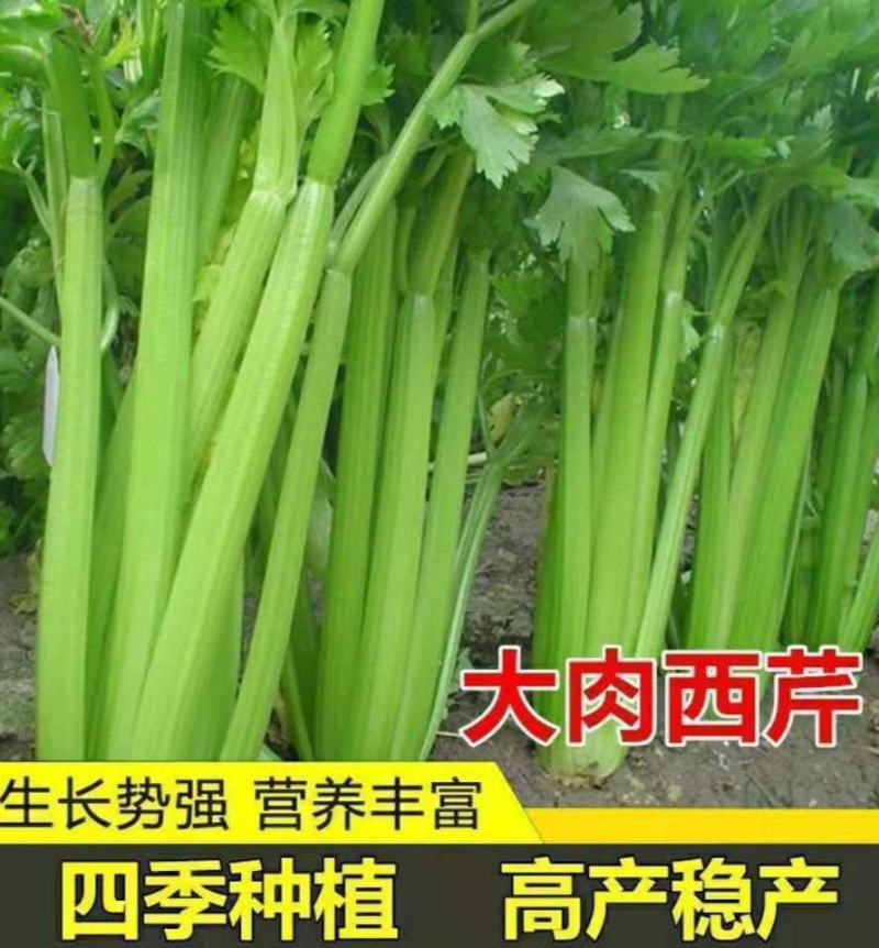 西芹种子大肉西芹四季小香芹菜原装种籽高产蔬菜种子阳台大棚