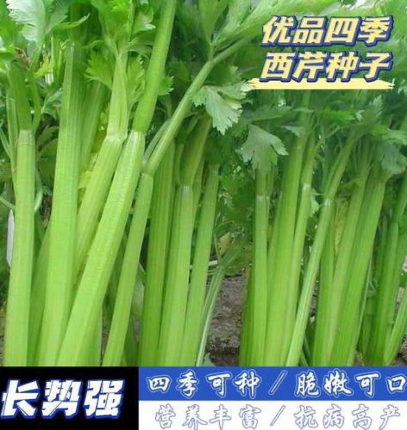 西芹种子大肉西芹四季小香芹菜原装种籽高产蔬菜种子阳台大棚