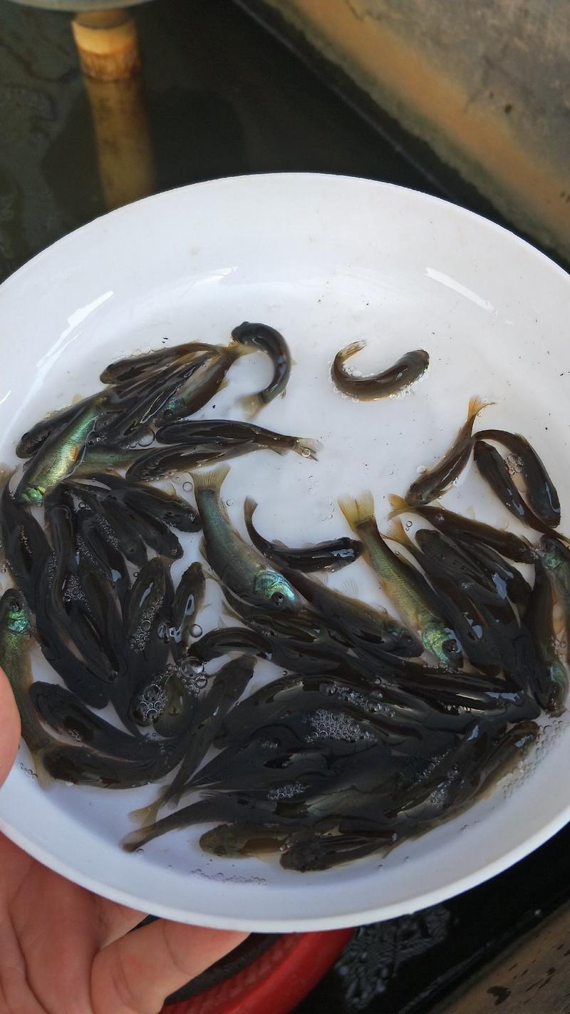 【可视频看货】丁桂鱼苗丁岁鱼快大好养抗病力强成活率高