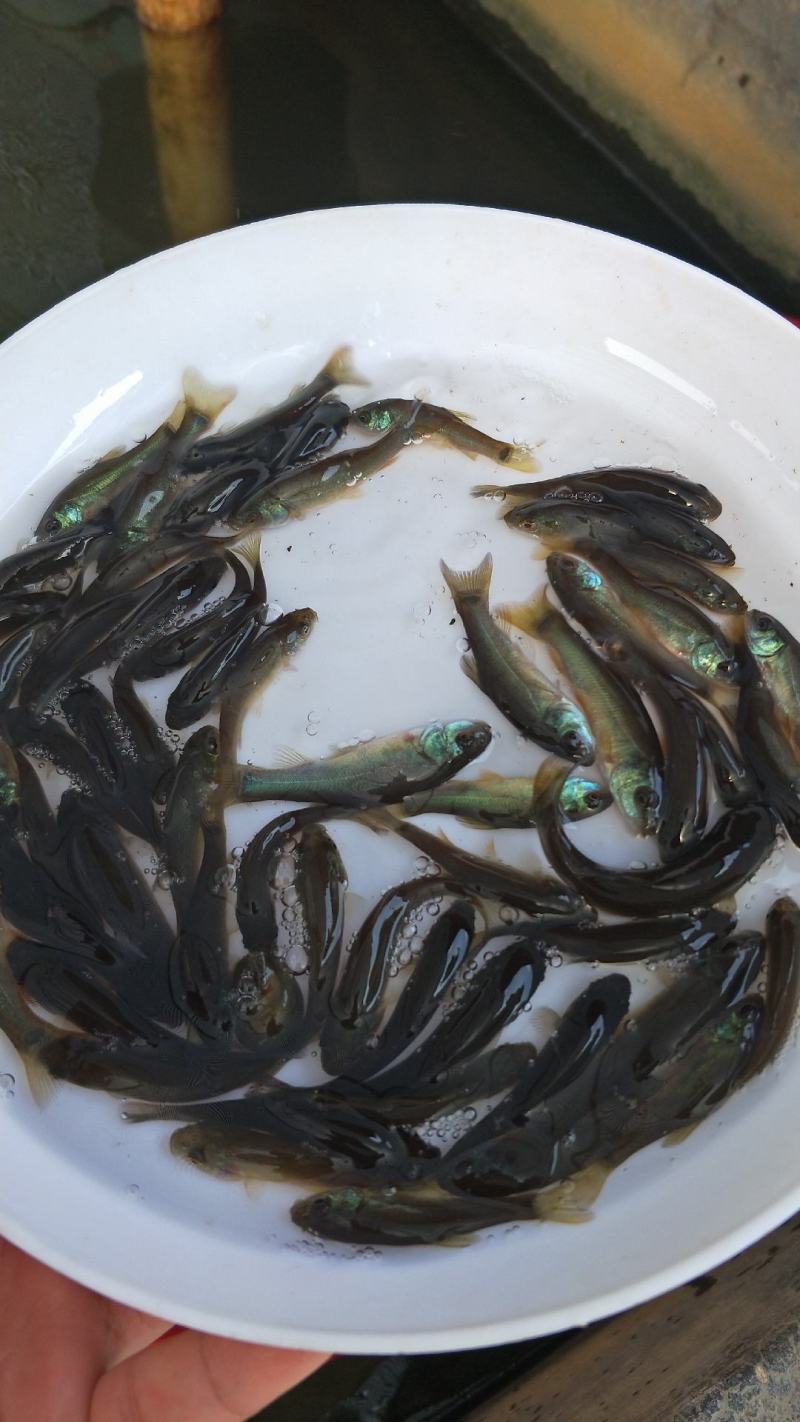 【可视频看货】丁桂鱼苗丁岁鱼快大好养抗病力强成活率高