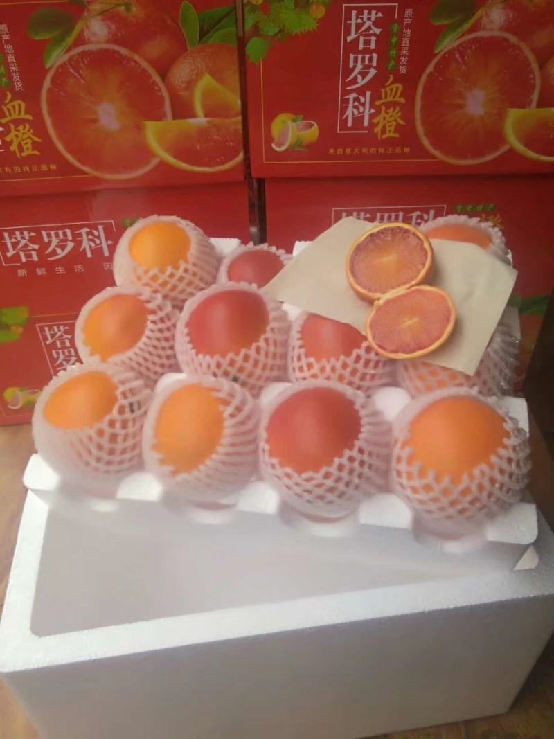 资中血橙塔罗晚熟8号血橙百万斤订货开始早熟塔罗科血橙