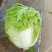 河南精品白菜，货源充足基地直供，欢迎各地老板前来咨询