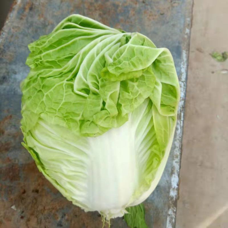河南精品白菜，货源充足基地直供，欢迎各地老板前来咨询