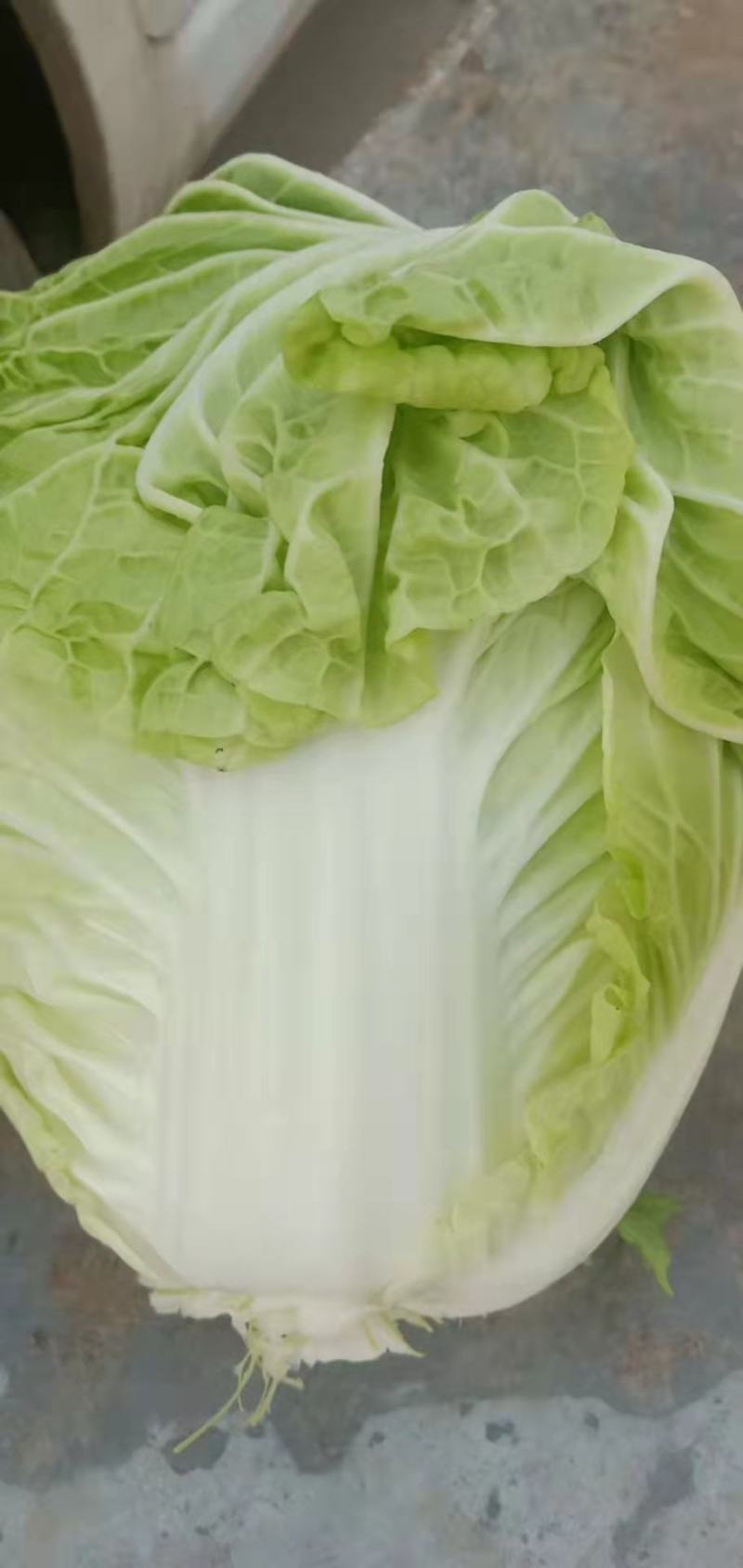 河南精品白菜，货源充足基地直供，欢迎各地老板前来咨询