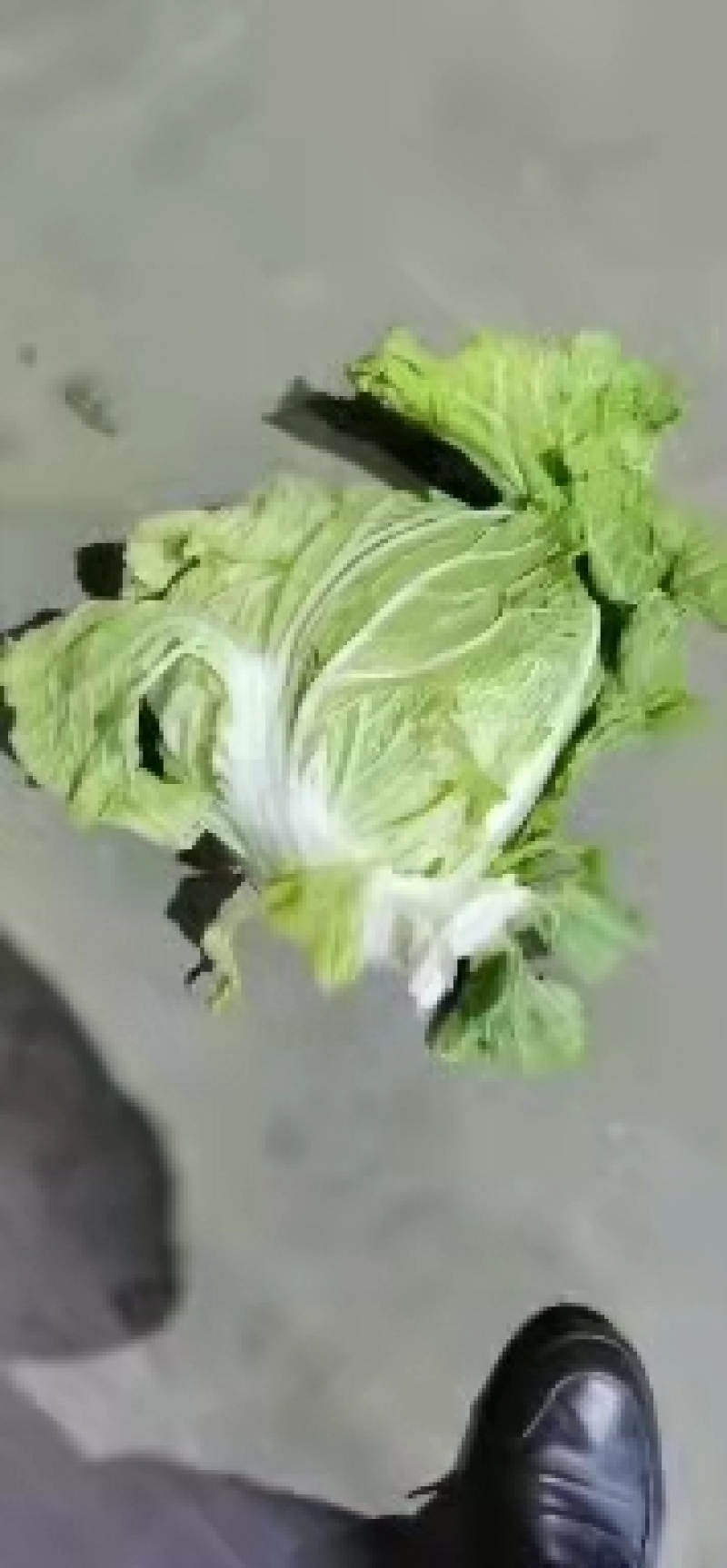 河南精品白菜，货源充足基地直供，欢迎各地老板前来咨询