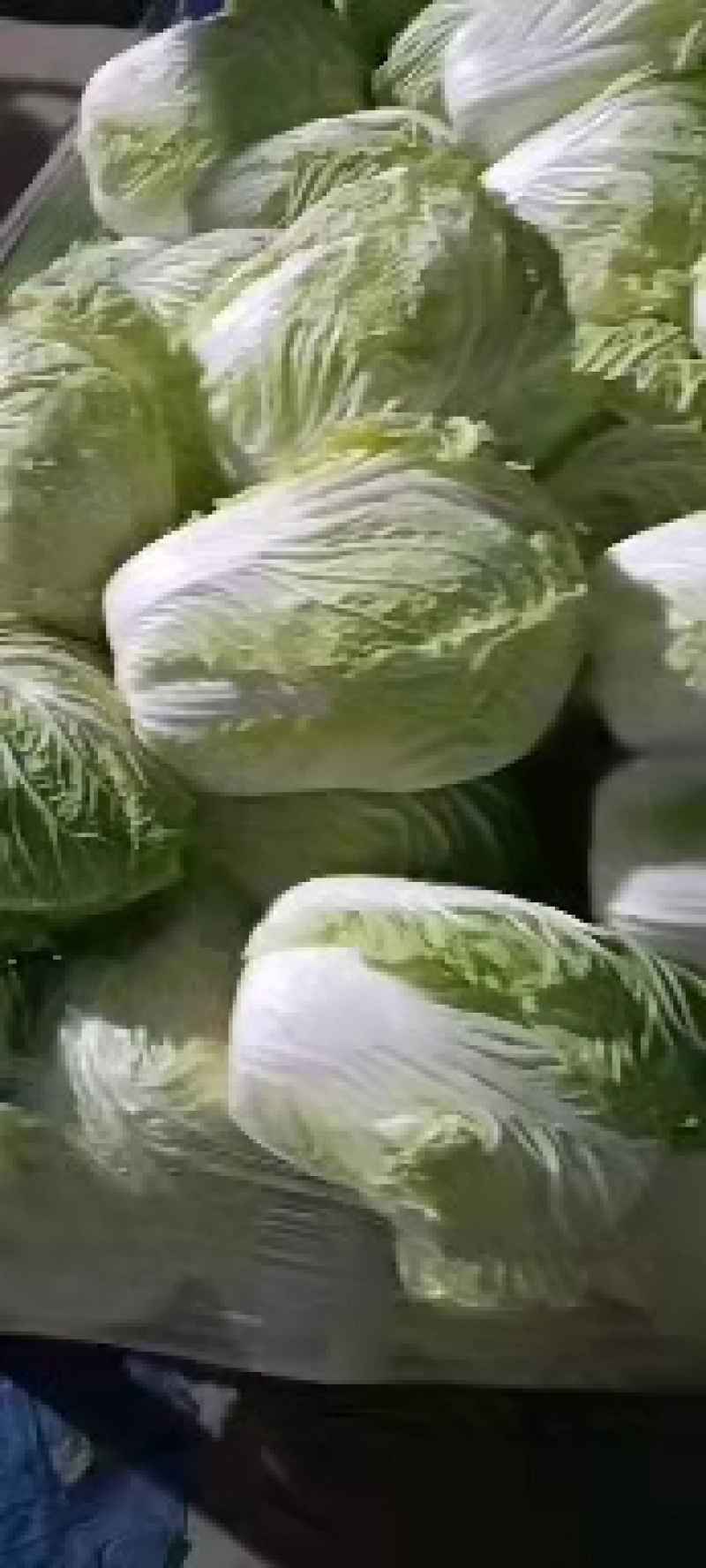 河南精品白菜，货源充足基地直供，欢迎各地老板前来咨询