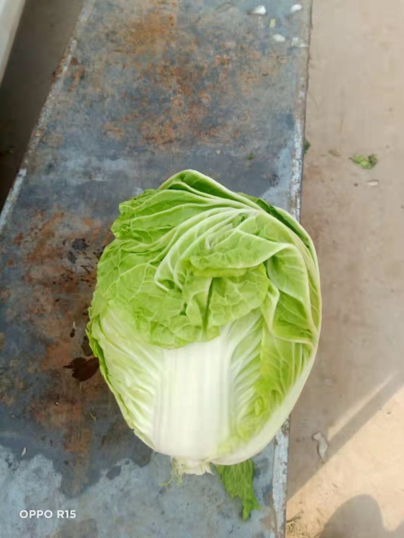 河南精品白菜，货源充足基地直供，欢迎各地老板前来咨询