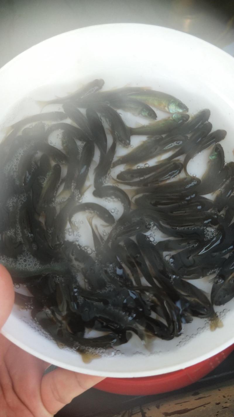 【可视频看货】丁桂鱼苗丁岁鱼快大好养抗病力强成活率高