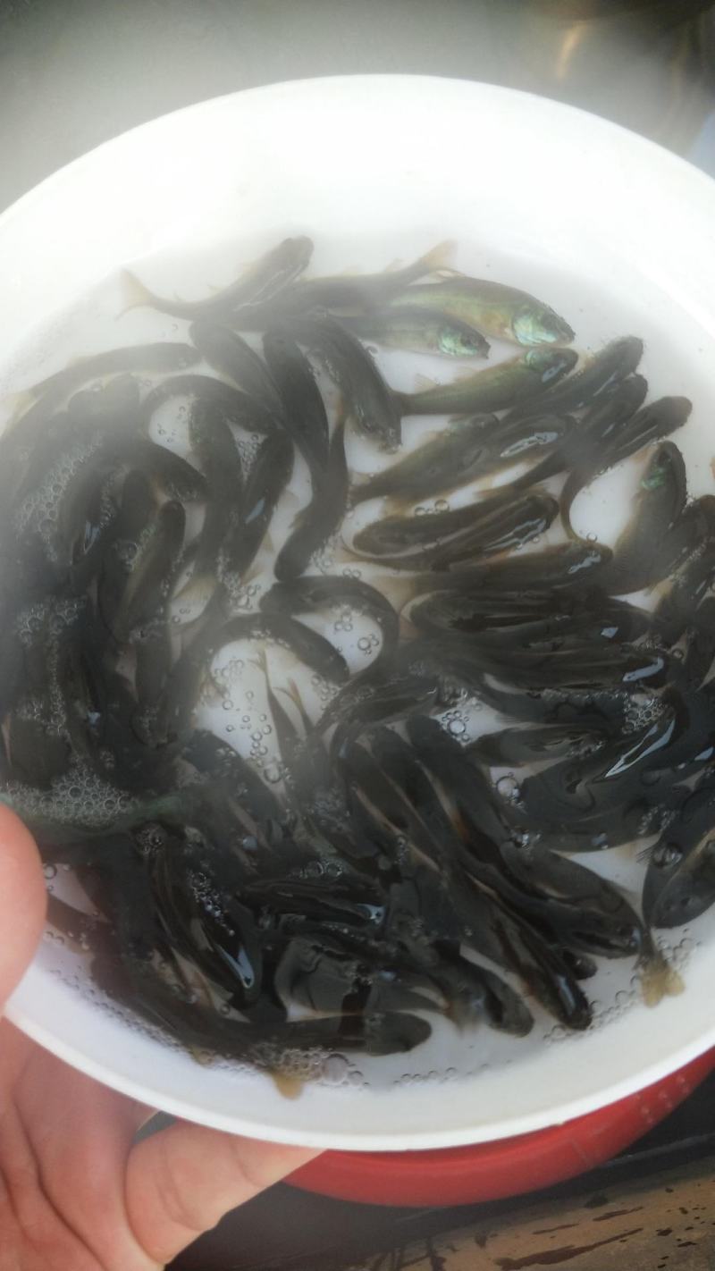 【可视频看货】丁桂鱼苗丁岁鱼快大好养抗病力强成活率高