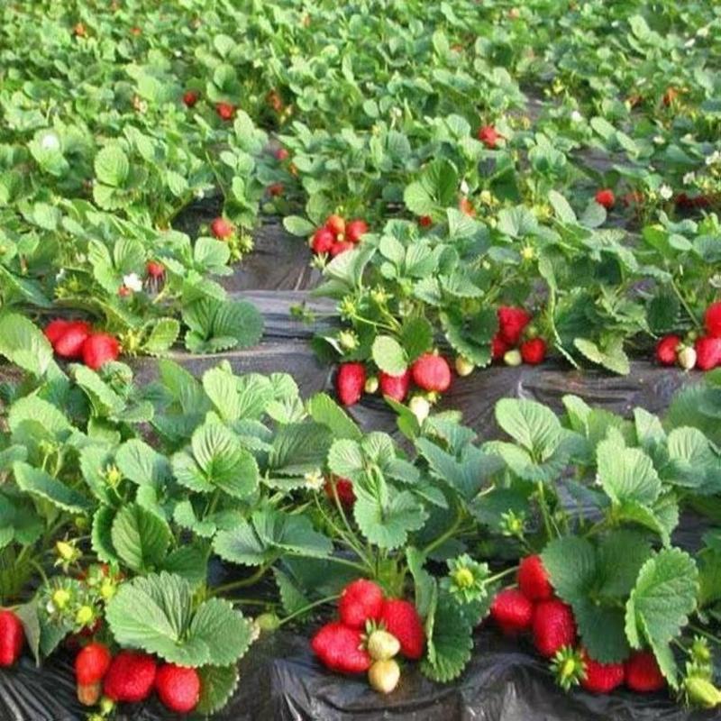 奶油草莓苗盆栽地栽南北方种植当年结果草莓大苗