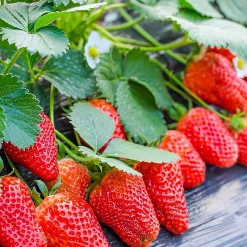 奶油草莓苗盆栽地栽南北方种植当年结果草莓大苗
