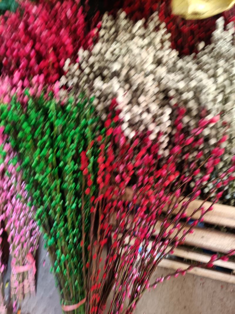 喷雪花雪柳银柳老兵家花卉
