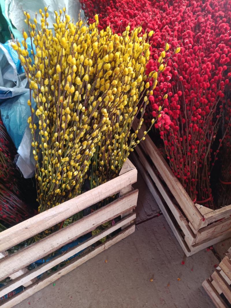 喷雪花雪柳银柳老兵家花卉