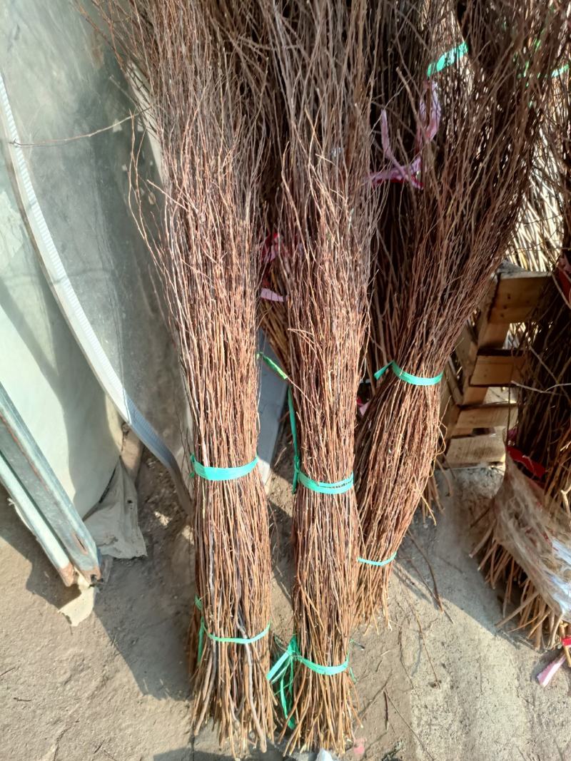 喷雪花雪柳银柳老兵家花卉
