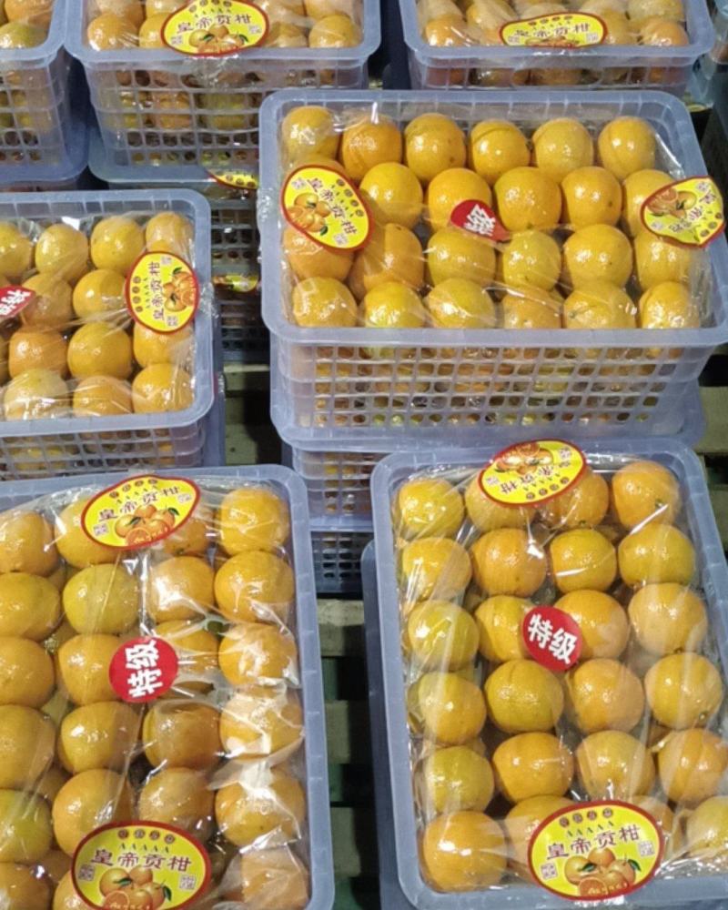 【精选优选】广东皇帝柑贡柑过机精选精品打腊果大量供应
