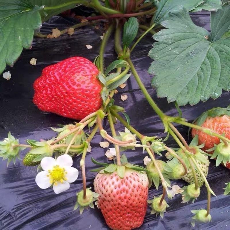 巧克力草莓苗盆栽地栽南北方种植当年结果大苗现挖现发