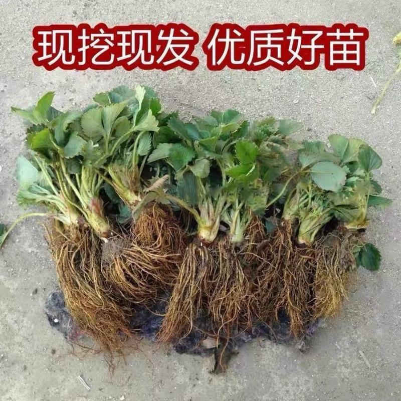 巧克力草莓苗盆栽地栽南北方种植当年结果大苗现挖现发