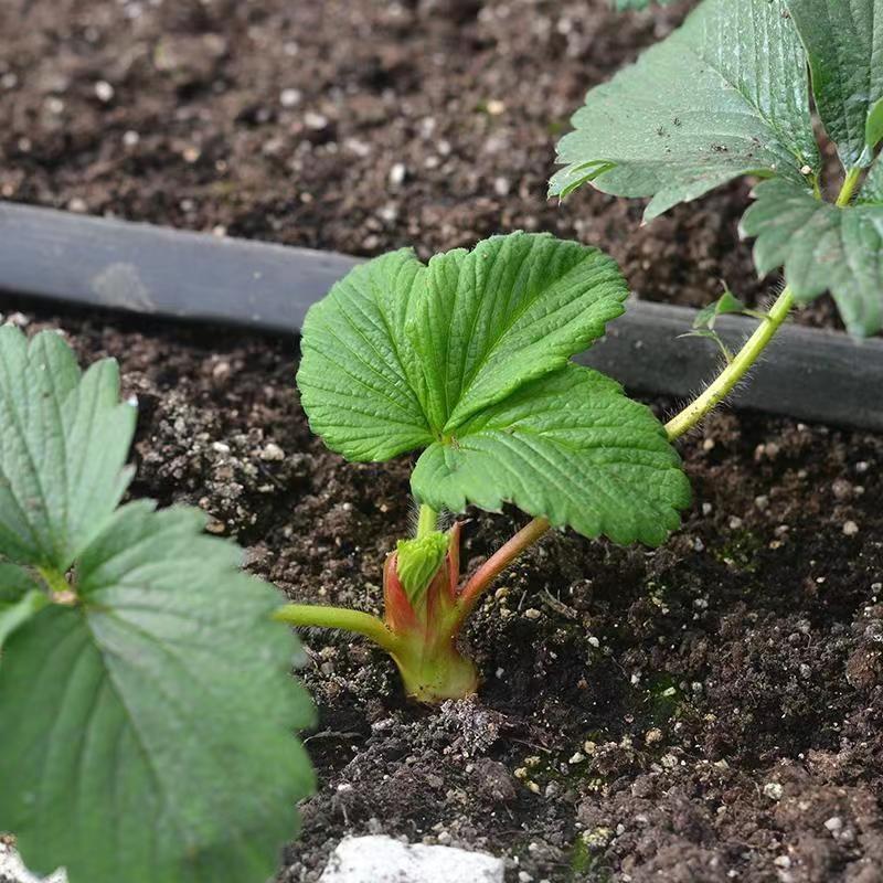 法兰地草莓苗盆栽地栽南北方种植当年结果大苗现挖现发