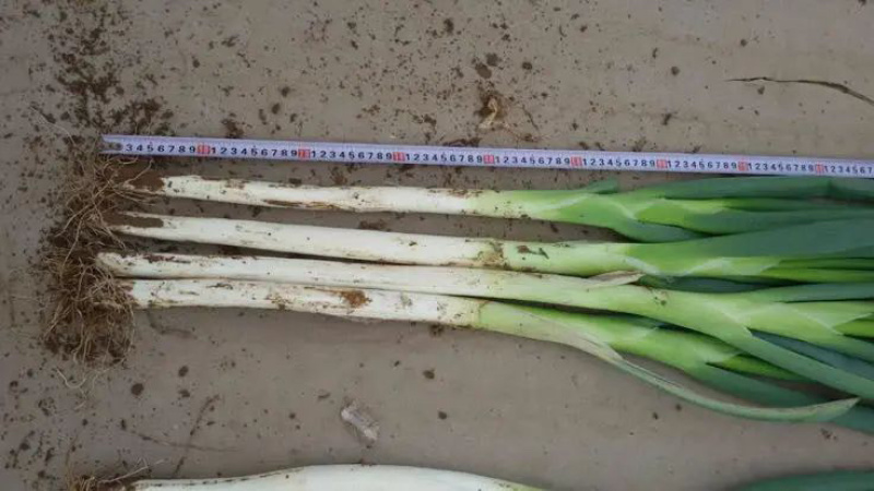 河北长白大葱毛葱现货大量供应量大从优欢迎咨询