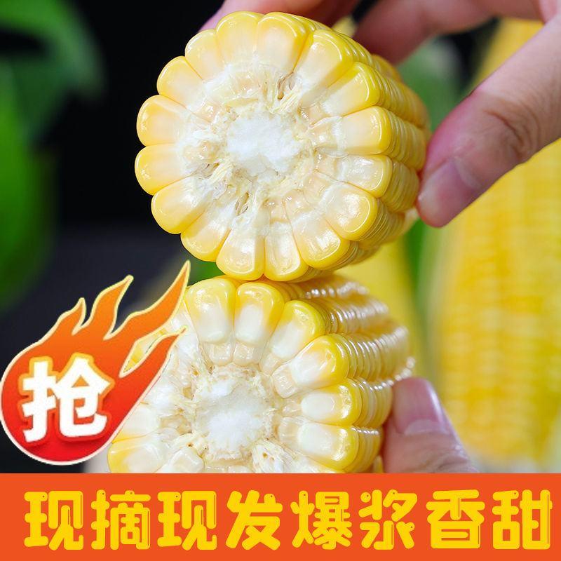 电商，市场水果玉米现摘现发新鲜水果玉米脆甜爆浆玉米