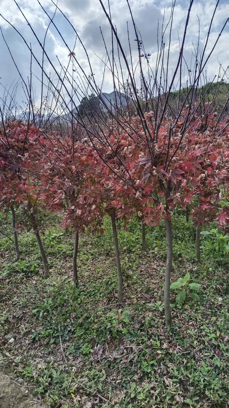 2/3公分红枫基地批发价格供应