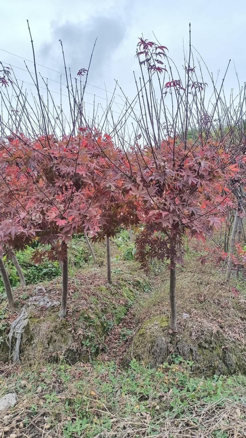 2/3公分红枫基地批发价格供应